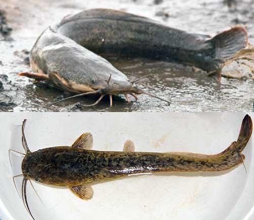 African sharptooth catfish. Fish on a mud bank, top, farmed fish in a bucket, bottom