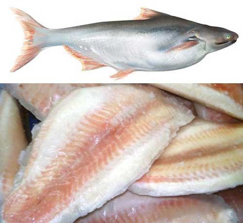 Basa catfish, whole fish top, fillets, bottom