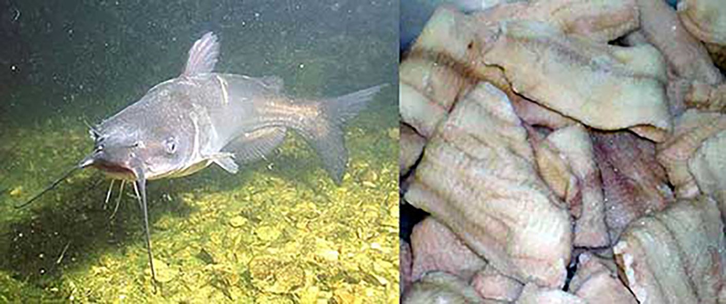 American channel catfish, large fish free-swimming and fillets ready for sale
