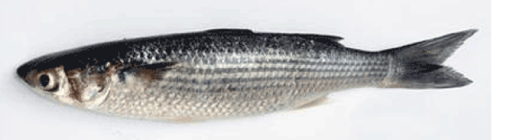 common grey mullet (Mugil cephalus)