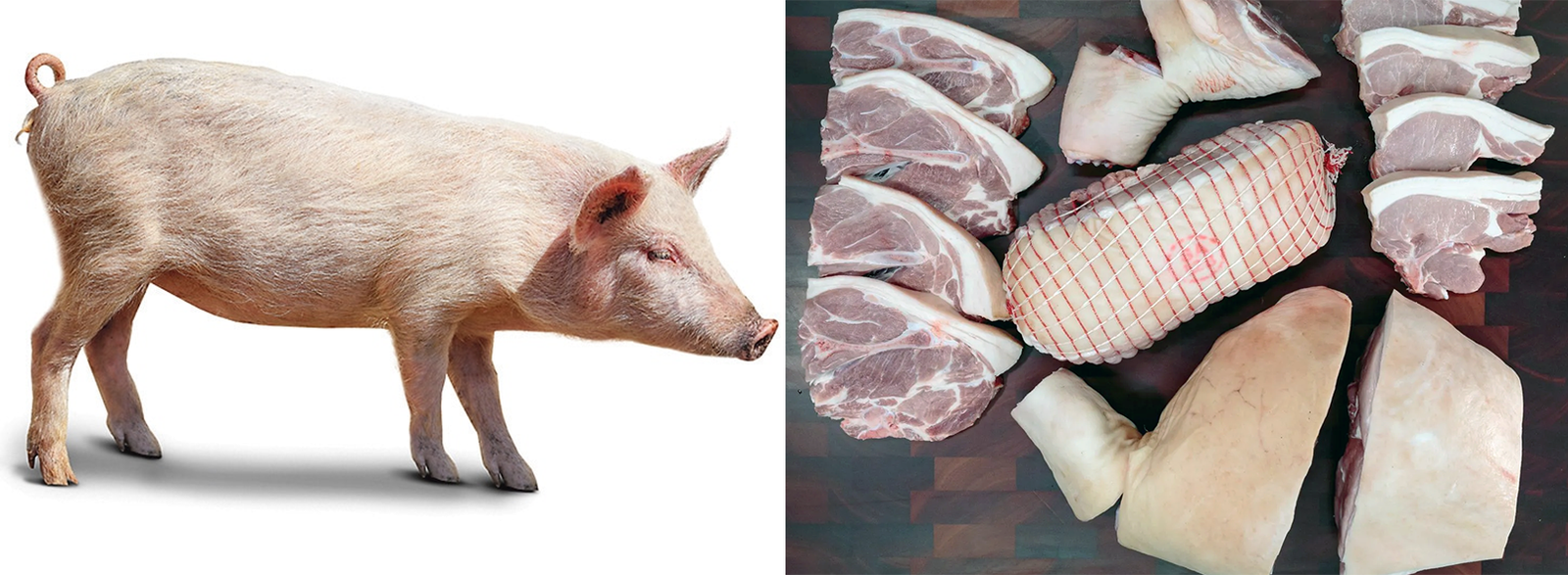Image of pig and a selection of pork cuts.