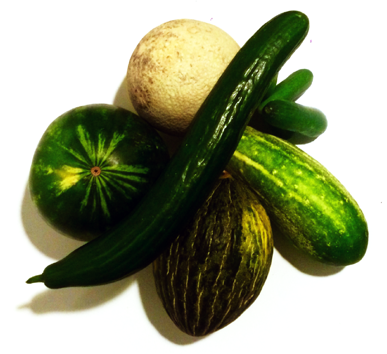 Examples of cucurbitaceae known in the Roman world.