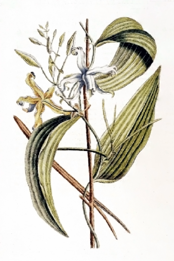 Botanical drawing of the vanilla plant circa 1820