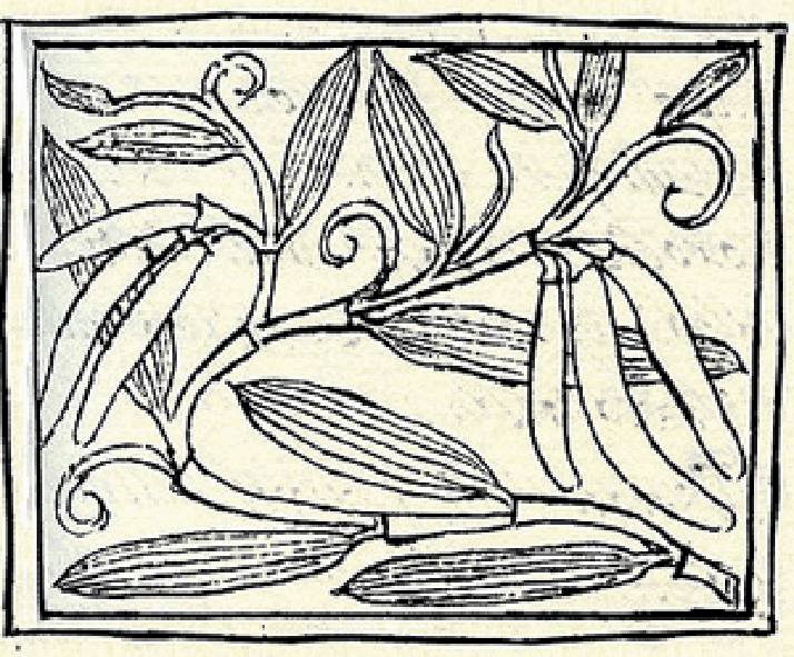 Picture of vanilla from the florentine codex