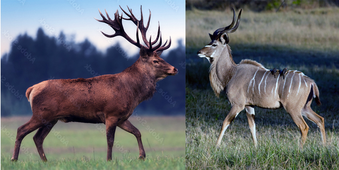 Image of red deer, (Cervus elaphus), left and Greater Kudu, (Tragelaphus strepsiceros), right.