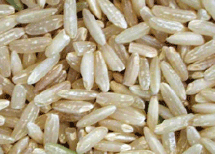 Polished grains of basmati rice