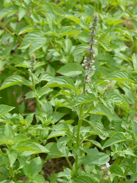 Flowering lemon basil plant</img>