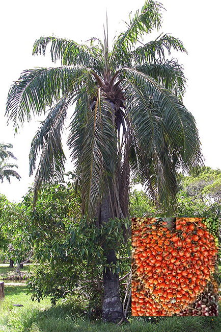 African oil palm with cluster of palm nuts, inset