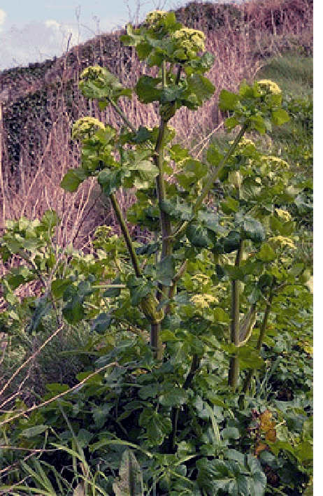 Mature alexanders plant in flower