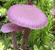 amethyst deceiver fungus