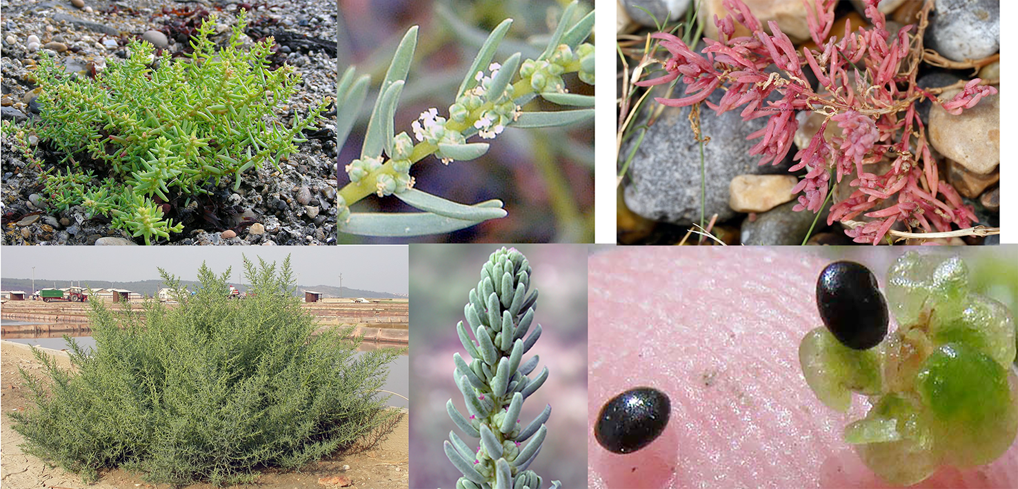 Annual Sea-Blite (Suaeda maritima), showing a young plant, a mature plant, a frond in flower, an edible stem tip, a red-fronded form and a close-up of the seeds.