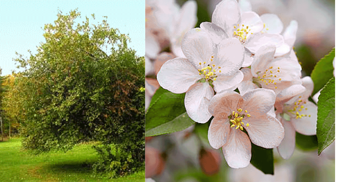Apple tree and apple blossoms