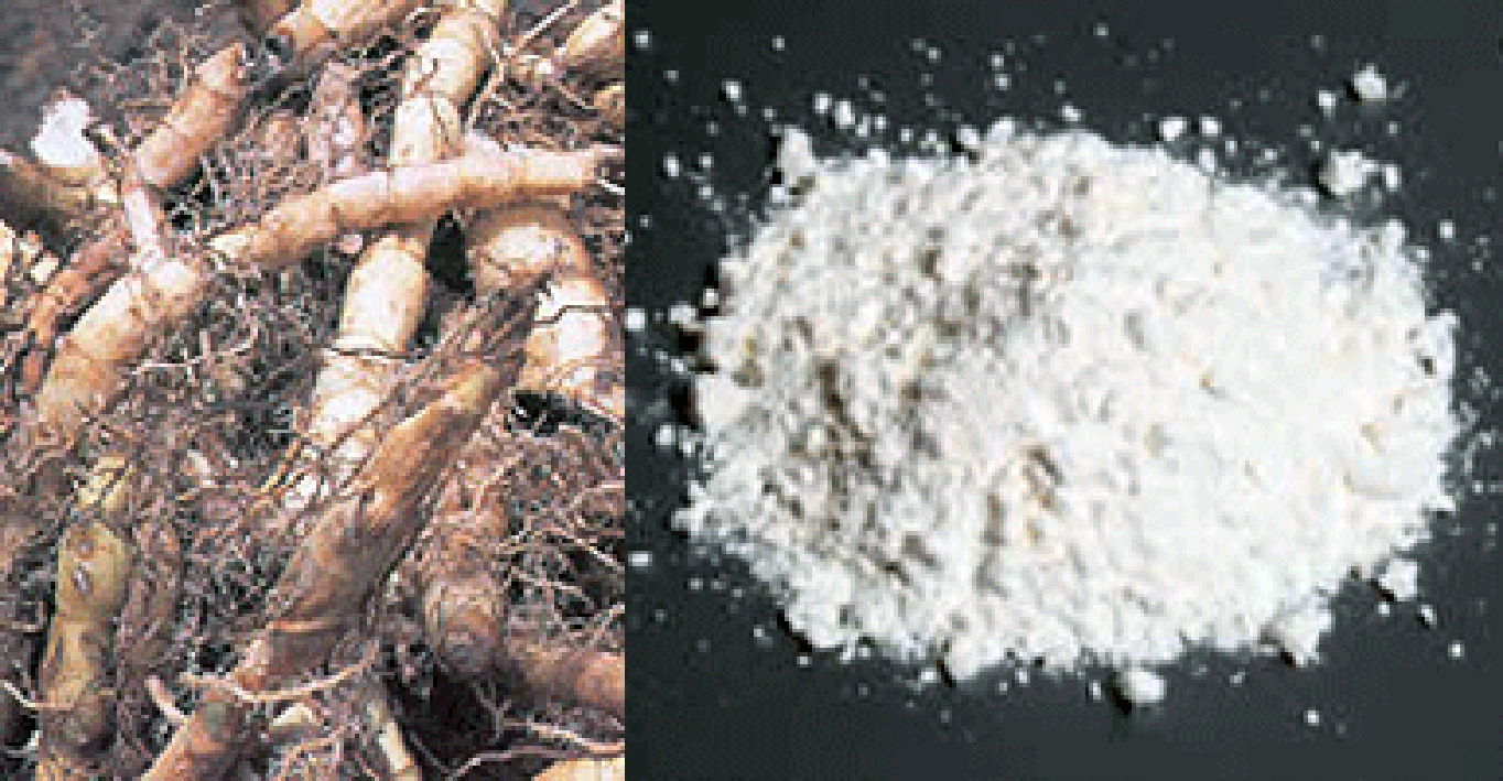 Pile of arrowroot <em>Maranta arundinacea</em> roots next to arrowroot powder