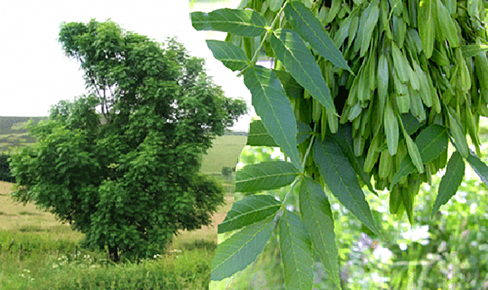 European Ash (Fraxinus excelsior)