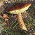 bay bolete mushroom