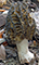 black morel mushroom