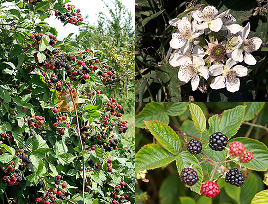 Blackberry brambles, Rubus fruticosus showing the plant, its leaves, flowers and fruit
