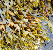 Bladderwrack seaweed tumbnail