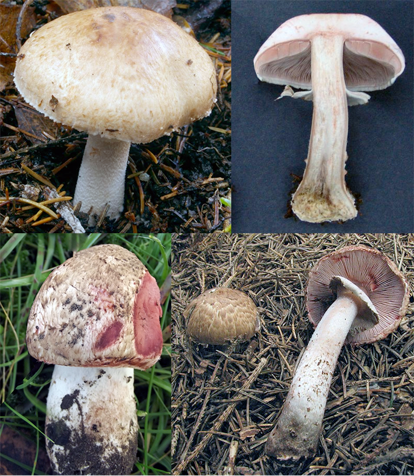 Blushing Wood Mushroom (Agaricus sylvaticus) shown in various views, including a mature specimen, young specimen cut to show the blushing flesh, specimen sliced in half, a very young cap and a mature specimen on its side