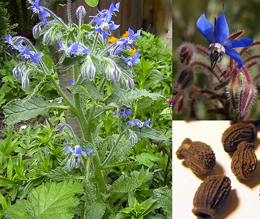 borage, Borago officinalis, whole plant shown with closeup of flowers and seeds