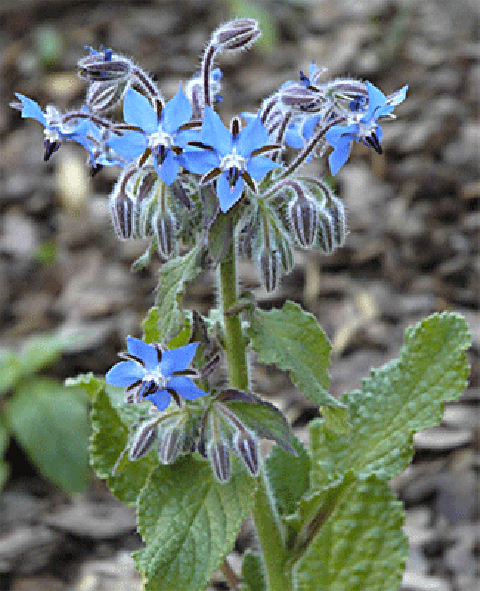 Borage plant in flower