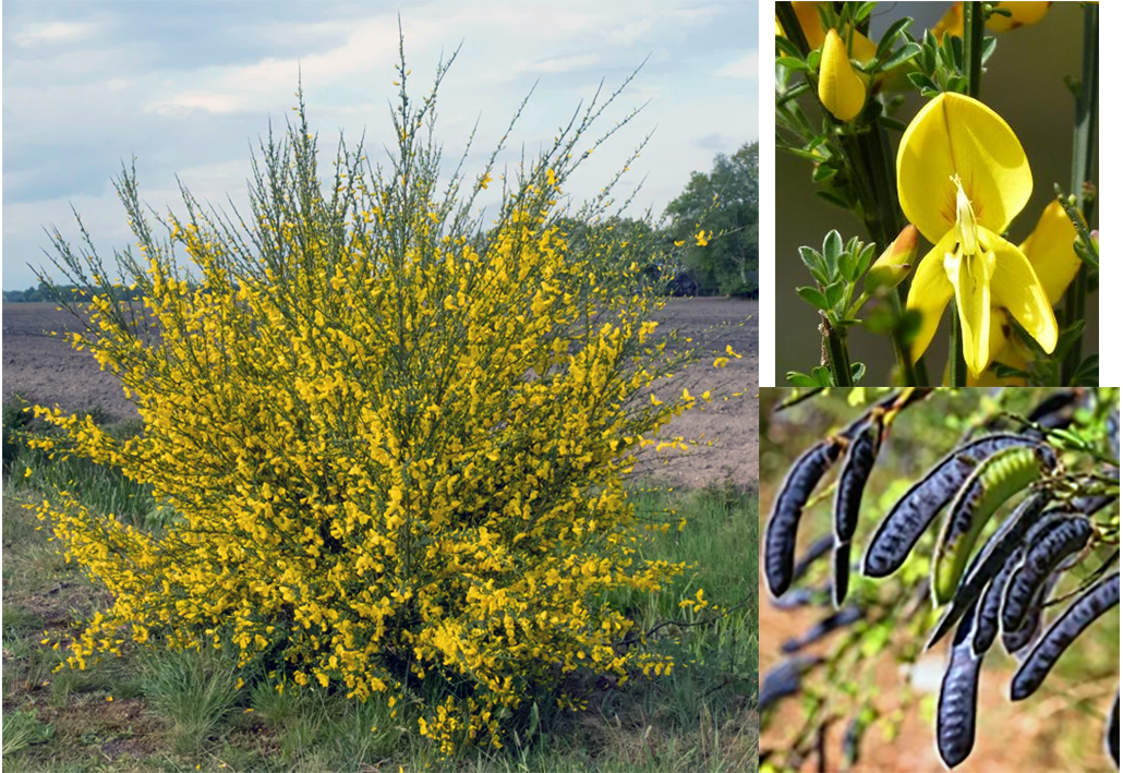 common broom, Cytisus scoparius showing complete bush in flower, close-up of flowers and flower buds and ripe fruit