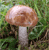 brown birch bolete mushroom