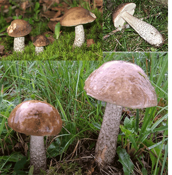 Brown birch bolete (Leccinum scabrum), showing views of the mushroom