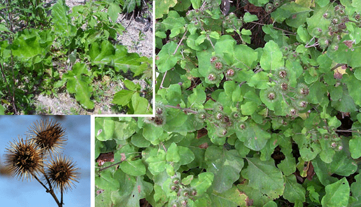 burdock plants and burrs, Arctium minus