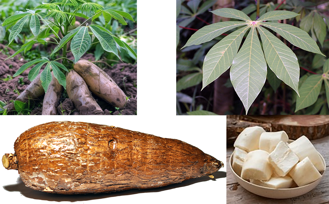 Cassava plant, cassava leaves and cassava storage roots