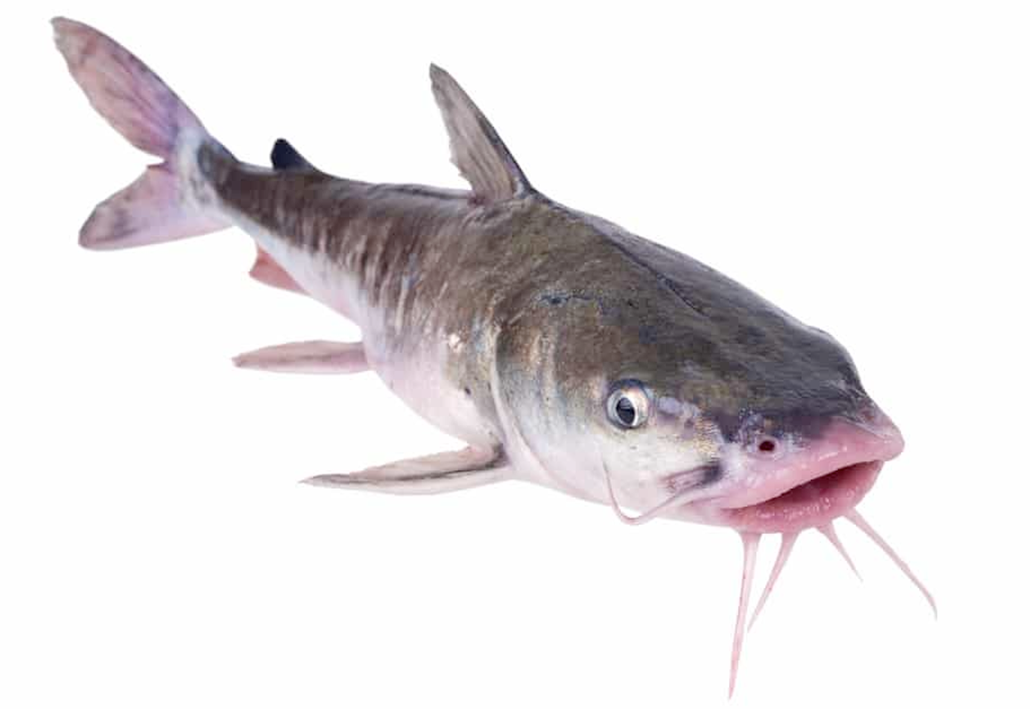 Catfish swimming