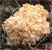 cauliflower or brain fungus