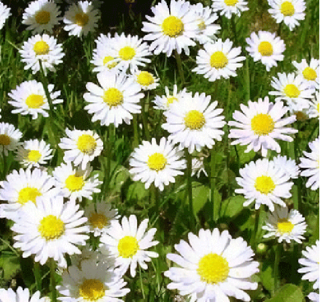 chamomile Flowers