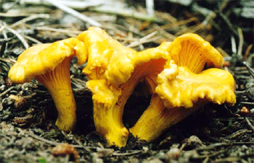 chanterelle mushroom, Cantharellus cibarius