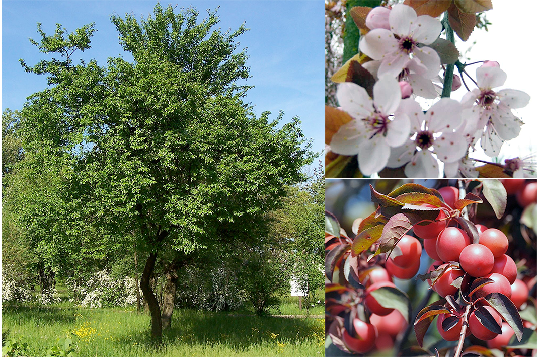 Cherry plum (Prunus cerasifera) showing a mature tree, flowers and fruit