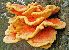 Chicken of the woods mushroom tumbnail