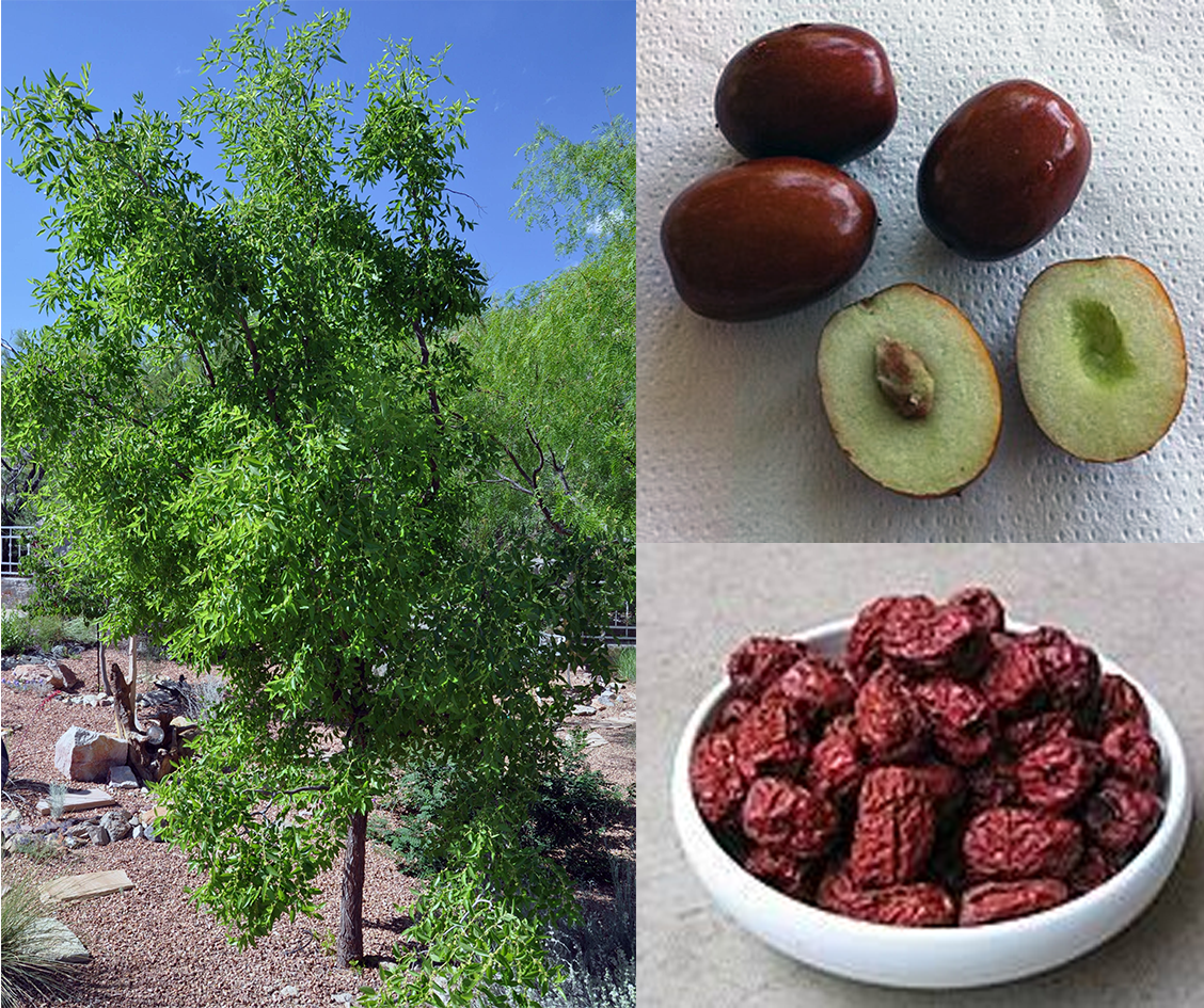 Ziziphus jujuba tree (left) with fresh fruit (top right) and dried fruit (bottom right)