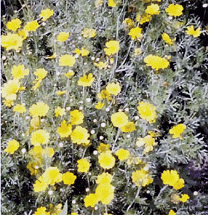 Whole chopsuey greens plants