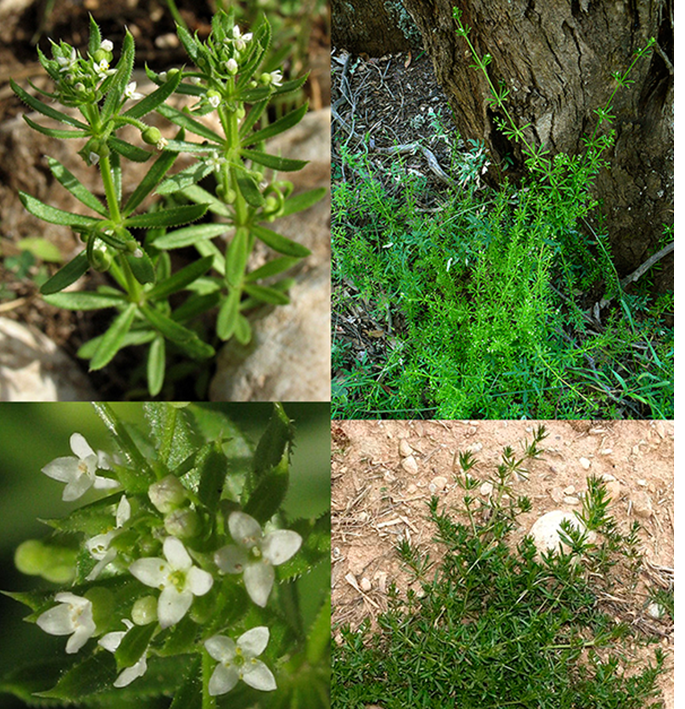 Cleavers (Galium tricornutum)