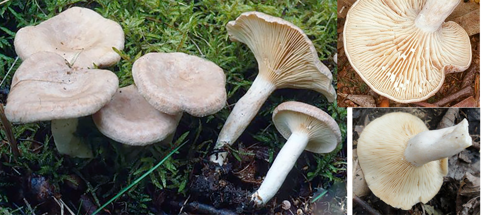 Coconut Milk Cap (Lactarius glyciosmus), showing views of the caps and gills along with the milky latex exudate