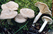 Coconut milkcap tumbnail