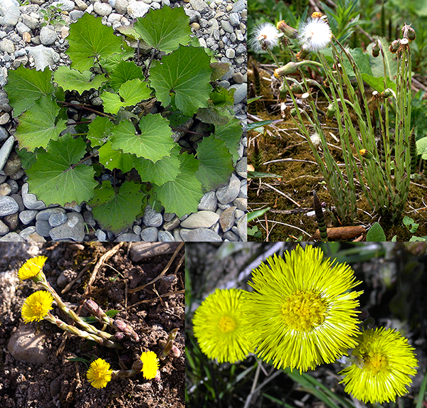 Coltsfoot (Tussilago farfara)