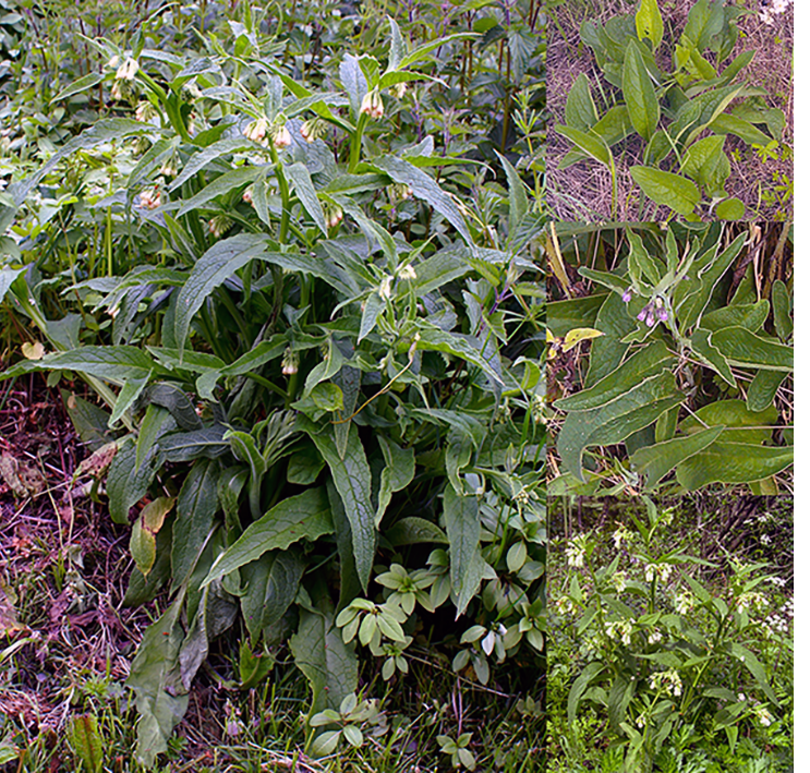 Wild comfrey plant (Symphytum officinale)
