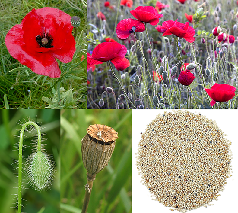 Field Poppy (Papaver rhoeas), showing the plant in flower, the immature and mature flower head and the white version of the seeds