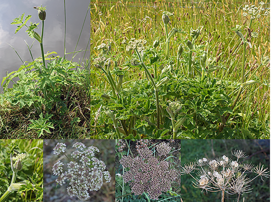 Common Hogweed (Heracleum sphondylium) showing views on the whole plants as well as close-ups of flower buds, flowers, immature seeds and mature seeds