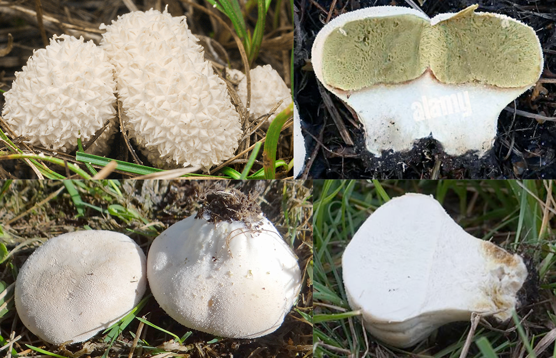 common puffball mushrooms with the spiky very immature form, immature and edible forms, split open to reveal the inner flesh showing no spore mass (edible), a cluster of fruiting bodies growing together and mature specimens releasing their spores