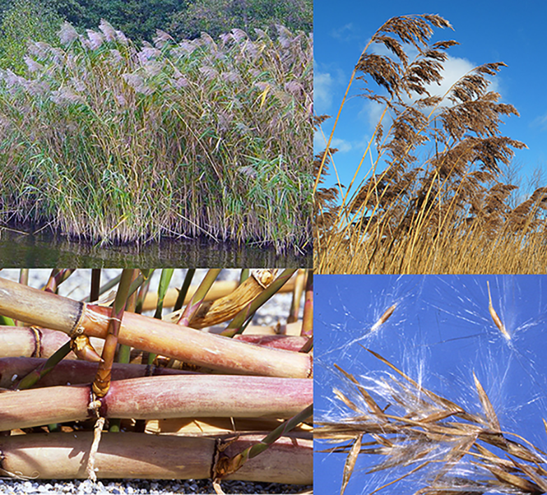 Common Reed (Phragmites australis), showing the plant in flower, the mature seed heads in windows as well as close-ups of the edible rhizomes and leaves.