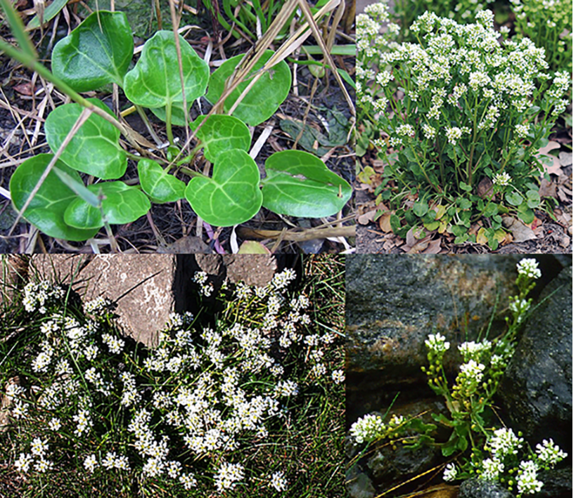 Common Scurvy-grass, Cochlearia officinalis, showing the leaves of the young plant, as well as three views of the plant in flower