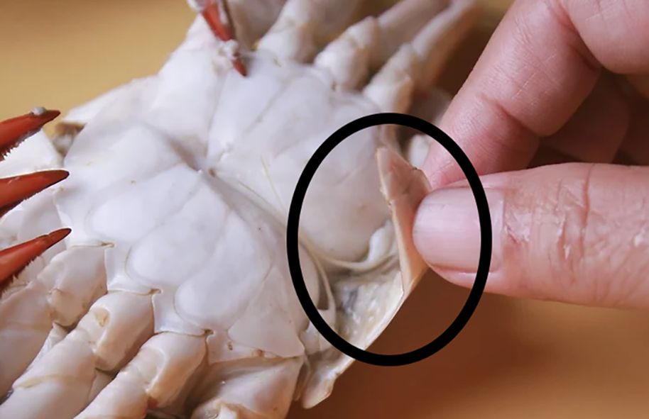 Cooked crab on its back with the skirt lifted and circled