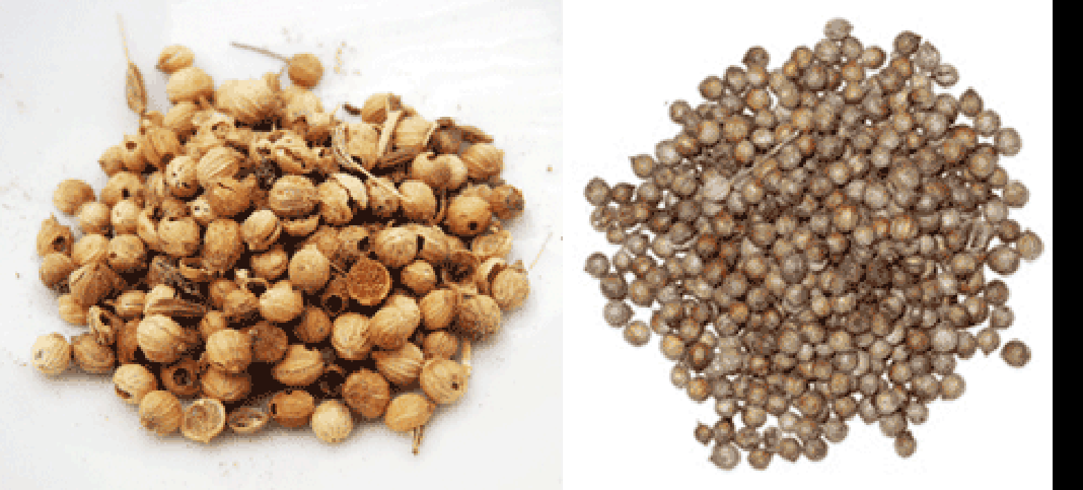 Coriander seeds (vulgare variant left and microcarpum right)